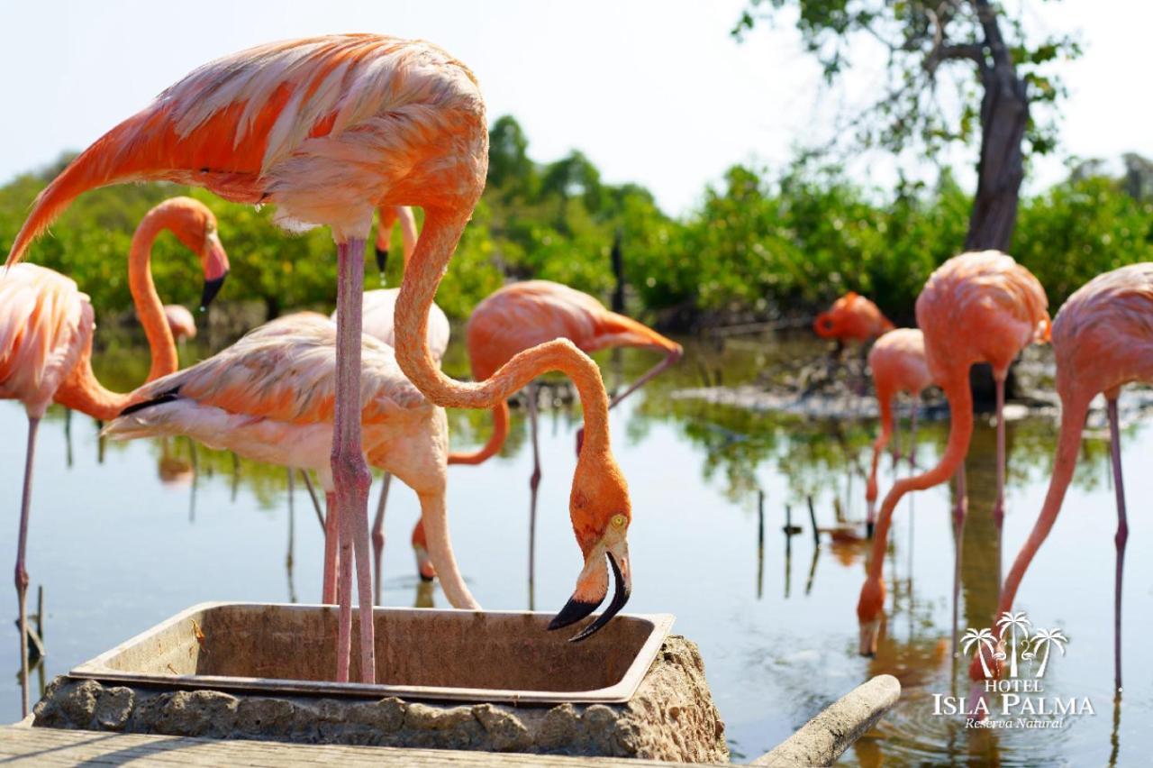 Hotel Isla Palma Reserva Natural ภายนอก รูปภาพ